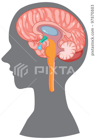 Brain hypothalamus in human silhouette vector Brain hypothalamus in human silhouette vector 97870883
