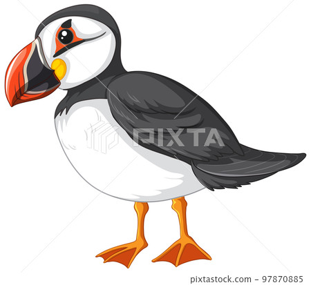 Atlantic puffin bird on white background 97870885