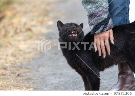 Friendly nice cat 97871306