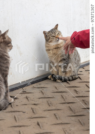 Friendly nice cat 97871307