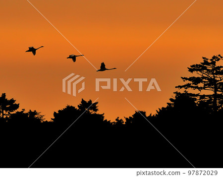 Swans at dusk 97872029