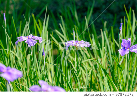 Japanese iris, Japanese iris, iris, perennials, waterfront, Japanese iris, Japanese iris, iris, perennials, waterfront, 97872172