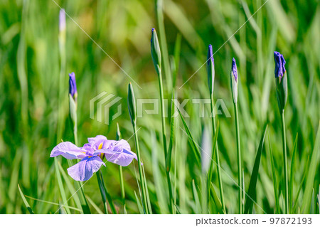 Japanese iris, Japanese iris, iris, perennials, waterfront, 97872193