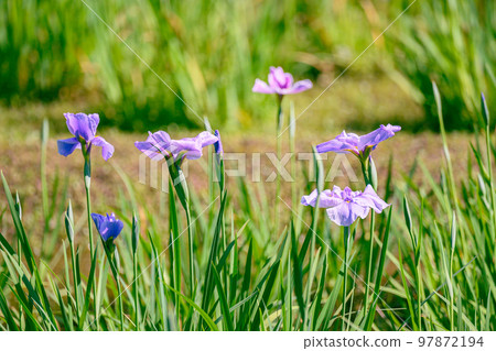 Japanese iris, Japanese iris, iris, perennials, waterfront, 97872194