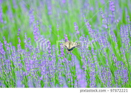 Swallowtail butterfly and purple lavender field, Hokkaido, Furano Swallowtail butterfly and purple lavender field, Hokkaido, Furano 97872221