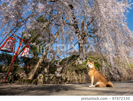 Sakura和Shiba Inu Sakura和Shiba Inu 97872330