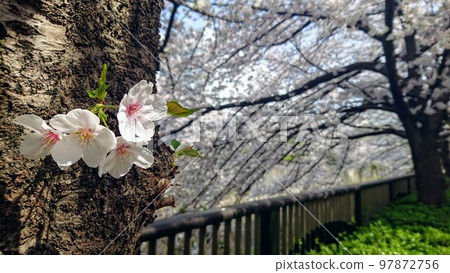 盛開時，還有小盛開。 97872756