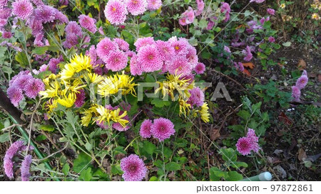 Winter chrysanthemum Yuzen chrysanthemum and yellow chrysanthemum that can still be enjoyed 97872861