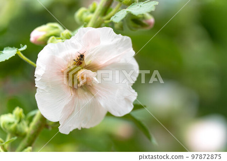 蜀葵07 蜀葵07 97872875