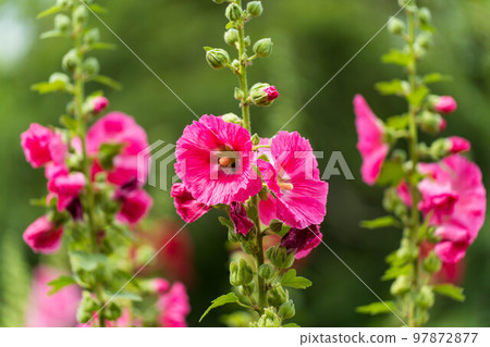 蜀葵09 蜀葵09 97872877