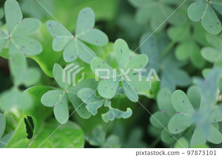 Clover 0018 97873101