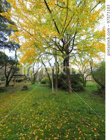 Ginkgo nuts at Keido Shrine [Saida Town, Mitoyo City, Kagawa Prefecture] 97873103