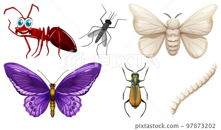Set of different kinds of insects Set of different kinds of insects 97873202