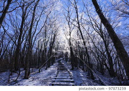 Hiking trail to Mt. Gomadan and frost-covered trees Hiking trail to Mt. Gomadan and frost-covered trees 97873239