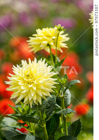 Dahlia139 Dahlia139 97873387