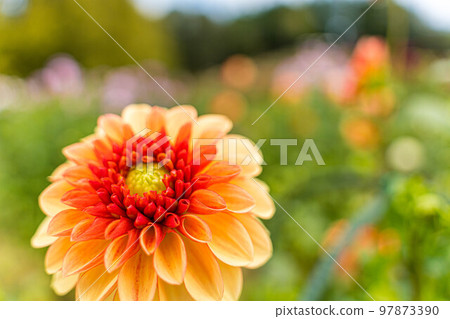 Dahlia141 Dahlia141 97873390