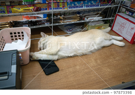 A white cat lies in a store on the counter in Thailand 97873398