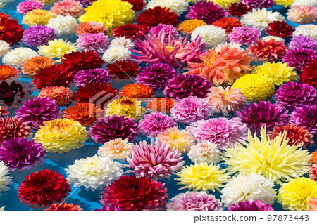 大麗花153 97873443