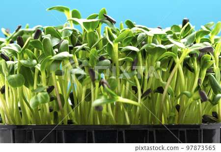 Sunflower microgreens in a plastic tray on a blue background close-up Sunflower microgreens in a plastic tray on a blue background close-up 97873565