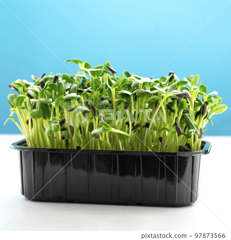 Sunflower microgreens in a plastic tray. Microgreen sprouts are healthy and fresh food. Germination of microgreens on hemp biodegradable mats 97873566