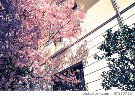 Sakura at Yasukuni Shrine Sakura at Yasukuni Shrine 97873756