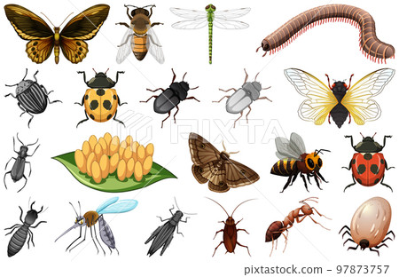 Different kinds of insects collection Different kinds of insects collection 97873757