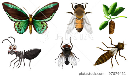 Collection of different insects vector 97874431