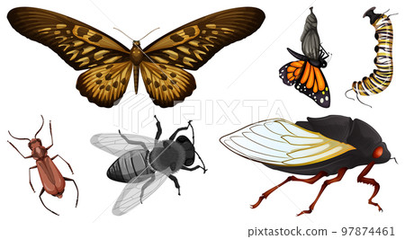 Set of different kinds of insects Set of different kinds of insects 97874461