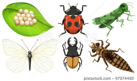 Set of different kinds of insects 97874480