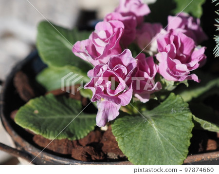 報春花朱利安在陽光下 報春花朱利安在陽光下 97874660