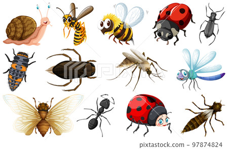 Different kinds of insects collection 97874824