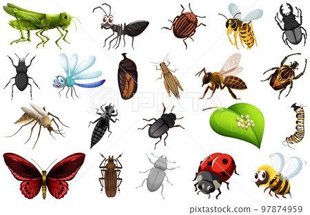 Different kinds of insects collection Different kinds of insects collection 97874959