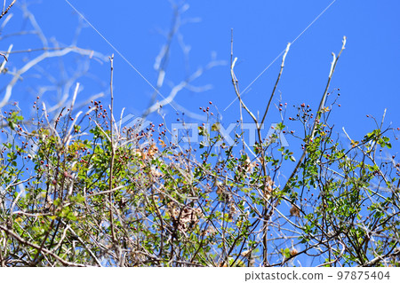 野玫瑰（野刺）果實 97875404