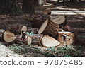 Deforestation concept. Felled logs in a forest Deforestation concept. Felled logs in a forest 97875485