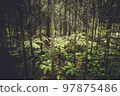 Tree ferns standing between redwood forest in New Zealand Tree ferns standing between redwood forest in New Zealand 97875486
