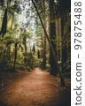 Cleared pathway between Redwood trees in Redwoods Whakarewarewa Forest, Rotorua, New Zealand Cleared pathway between Redwood trees in Redwoods Whakarewarewa Forest, Rotorua, New Zealand 97875488