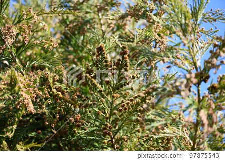 Japanese cedar cones (female flowers) and male flowers Japanese cedar cones (female flowers) and male flowers 97875543