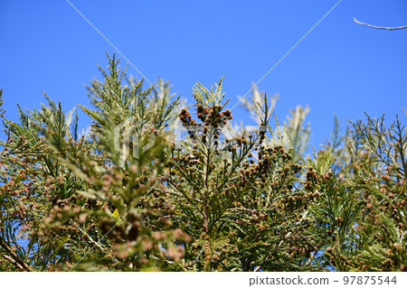 日本雪松球果（雌花）和雄花 97875544