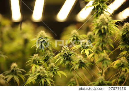 Blooming Marijuana plant with early white Flowers, cannabis leaves, marijuana Blooming Marijuana plant with early white Flowers, cannabis leaves, marijuana 97875658