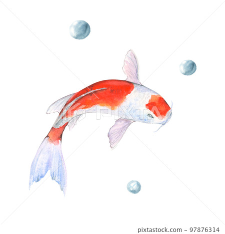 Watercolor illustration of fish koi on white background Watercolor illustration of fish koi on white background 97876314