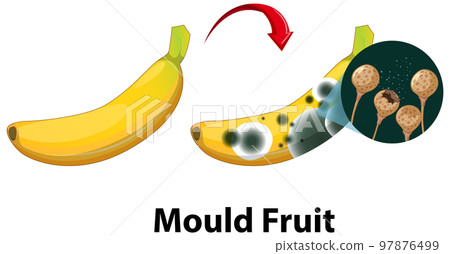 Inedible decomposed banana with mould 97876499