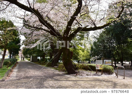 綾瀨市小谷公園步道上盛開的櫻花 97876648