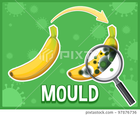 Inedible decomposed banana with mould 97876736
