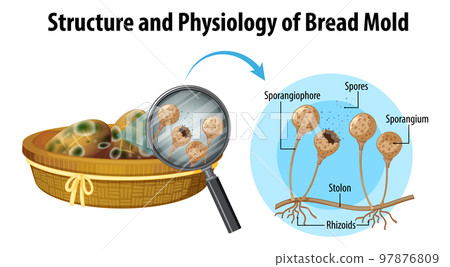 Structure and Physiology of bread mold Structure and Physiology of bread mold 97876809