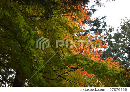 楓葉漸變 97876866