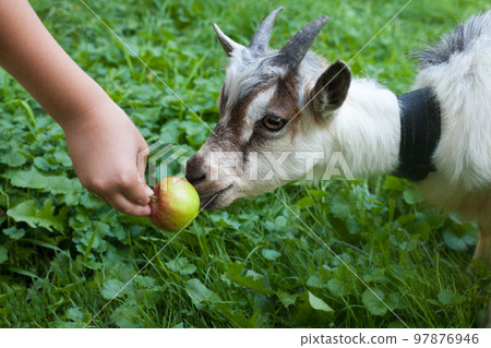 Kid of goat and an apple. 97876946