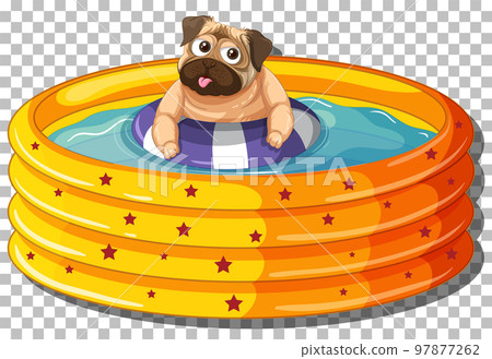 Pug dog in inflatable pool Pug dog in inflatable pool 97877262