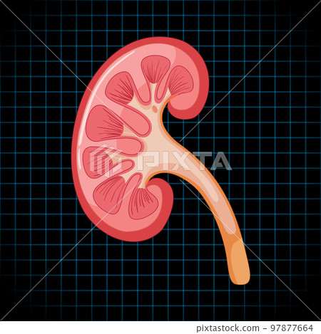 Human internal organ with kidney Human internal organ with kidney 97877664