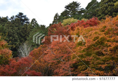 Ayanishiki in the woods 97877777