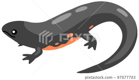 中華蠑螈(Chinese newt) 中華蠑螈(Chinese newt) 97877783